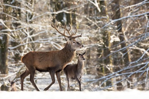 Red Deer (Cervus elaphus)