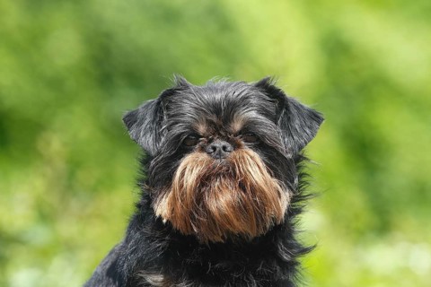 Griffon Bruxellois