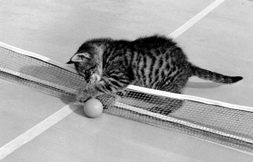 Kitten plays with table tennis ball