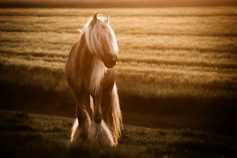 Cold-blooded Tinker horse with long mane stands against light on a field