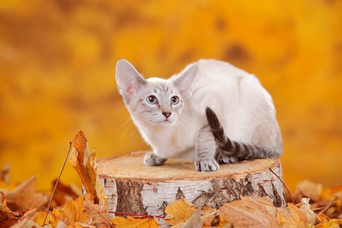 Siamese cat