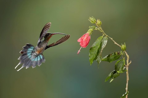 Green hermit (Phaethornis guy)