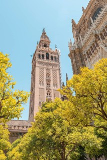 Orange trees in the courtyard of the Cathedral of Seville