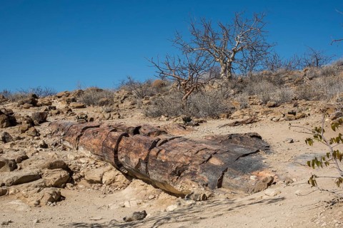 Petrified tree trunk