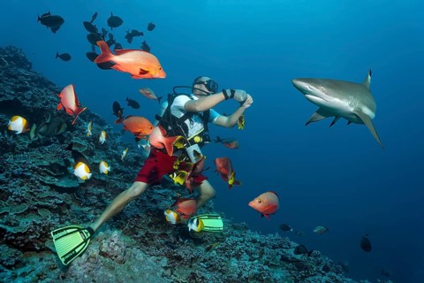 Divers surrounded by Blacktip reef sharks (Carcharhinus melanopterus)