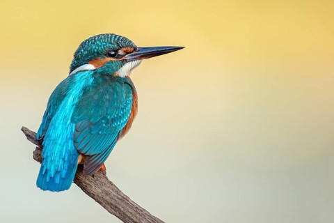 Common kingfisher (Alcedo atthis)