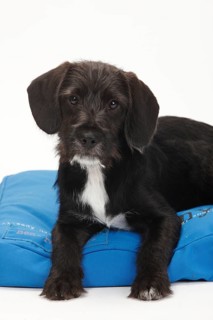 Mixed-breed dog