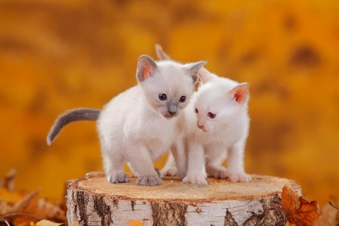 Siamese cats old type