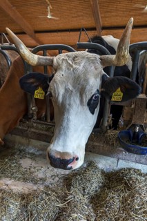 Holsteiner Dairy Cow looks through feeding rail