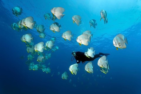 Diver observes swarm Longfin Batfishes (Platax teira)
