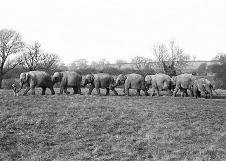 Elephants march in a row