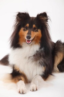 Longhair collie
