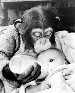 Chimpanzee feeds baby with milk from the bottle