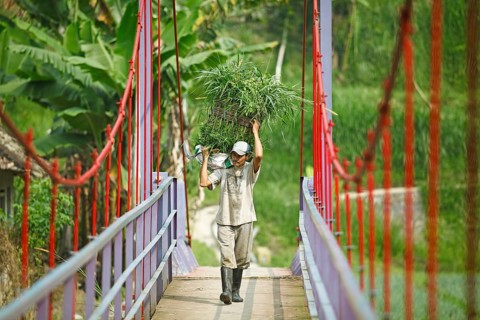 Farmer hauls a basket full of grass over a suspension bridge