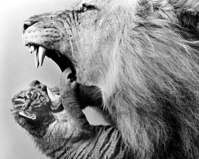 Lion and Young