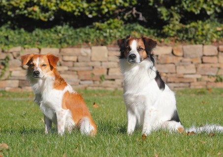 Two Kromfohrlander males