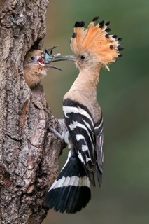 Hoopoe (Upupa epops) with Blue-winged grasshopper (Oedipoda caerulescens) as food
