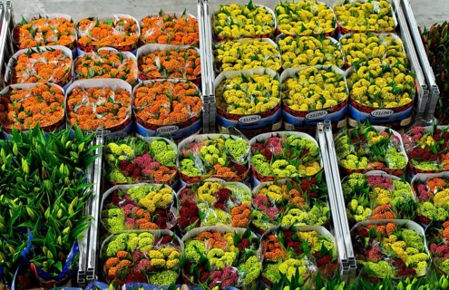 Different flowers ready for dispatch in boxes