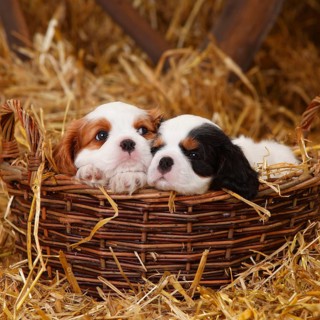 Cavalier King Charles Spaniel