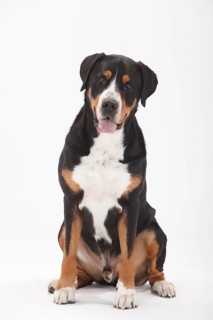 Large Swiss Mountain Dog