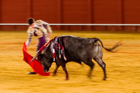 Racing bull with Matador