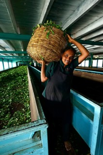 Tea picker works in factory