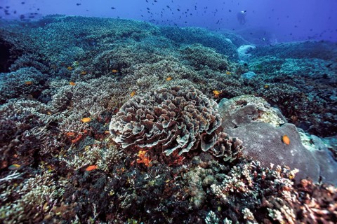 Coral garden with disc corals (Turbinaria conspicua)