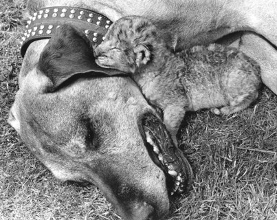 Dog and baby lion