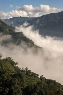 Tea plantation in front of clouds and mountains