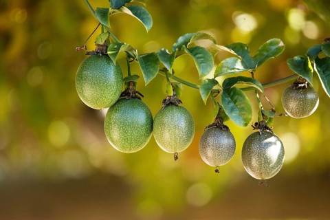 Passion fruits hanging on the branch
