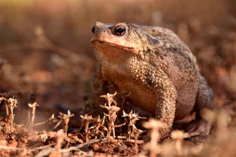 Large female of common toad (Bufo bufo spinosus)