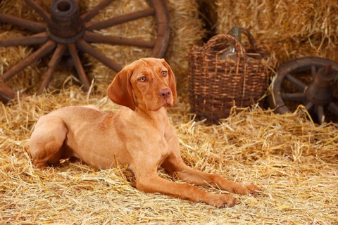Wire-haired Hungarian pointing dog