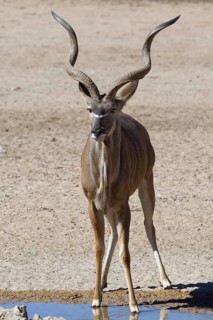 Greater kudu (Tragelaphus strepsiceros)