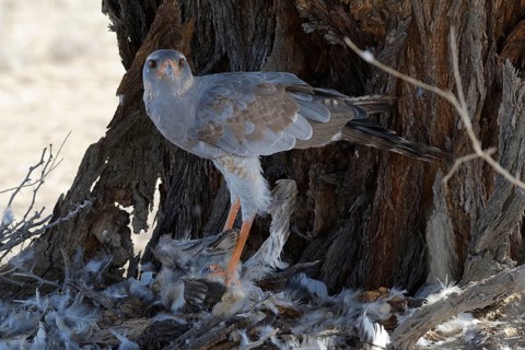 Pale chanting goshawk (Melierax canorus)