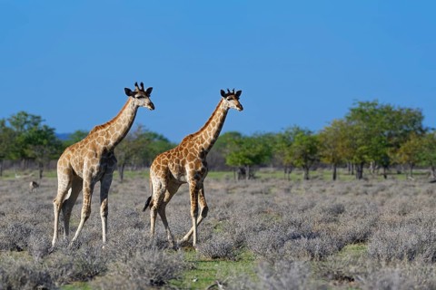 Angolan giraffes (Giraffa camelopardalis angolensis)