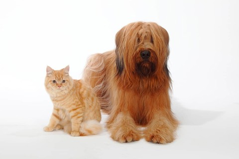 Briard or Berger de Brie