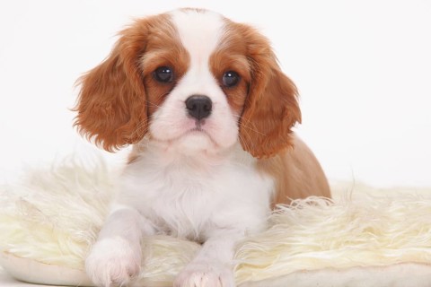 Cavalier King Charles Spaniel