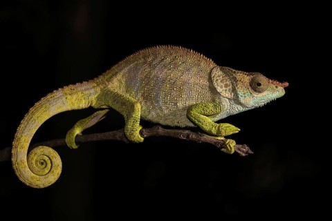 Blue-legged chameleon (Calumma crypticum) on branch
