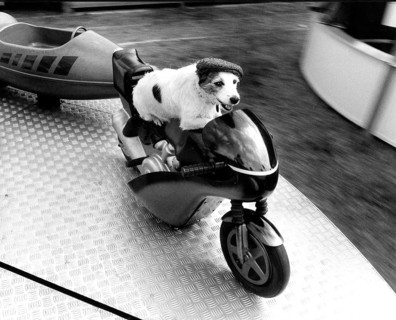 Jack Russell Terrier rides a carousel