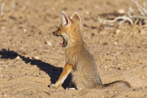 Cape fox (Vulpes chama)