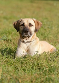 Kangal Mischling