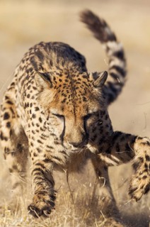 Cheetah (Acinonyx jubatus)