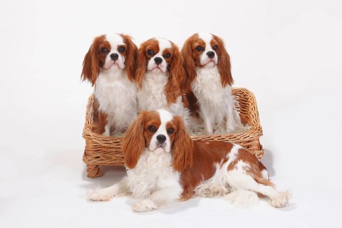 Cavalier King Charles Spaniel