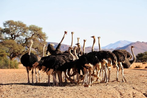 South African ostriches (Struthio camelus australis) in an ostrich farm feeding