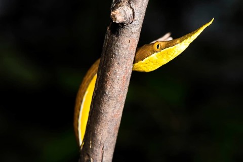 Madagascar Madagascar leaf-nosed snake (Langaha madagascariensis)