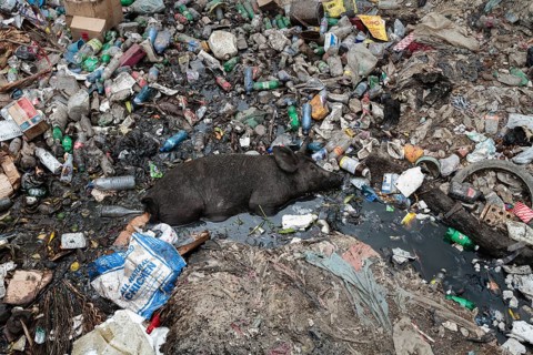 Pigs lying in garbage