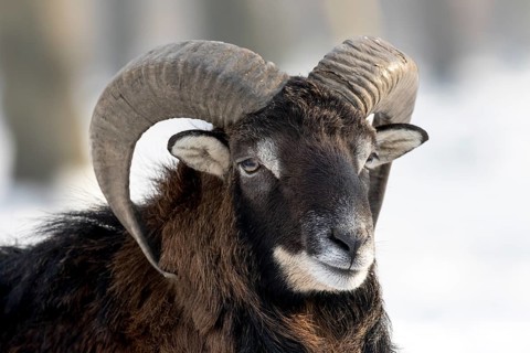 European mouflon (Ovis orientalis musimon)