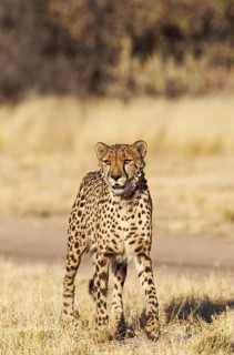 Cheetah (Acinonyx jubatus)