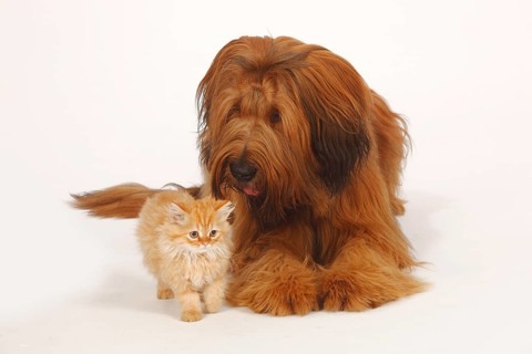 Briard