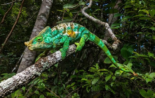 Cristifer Chameleon (Calumma parsonii cristifer)